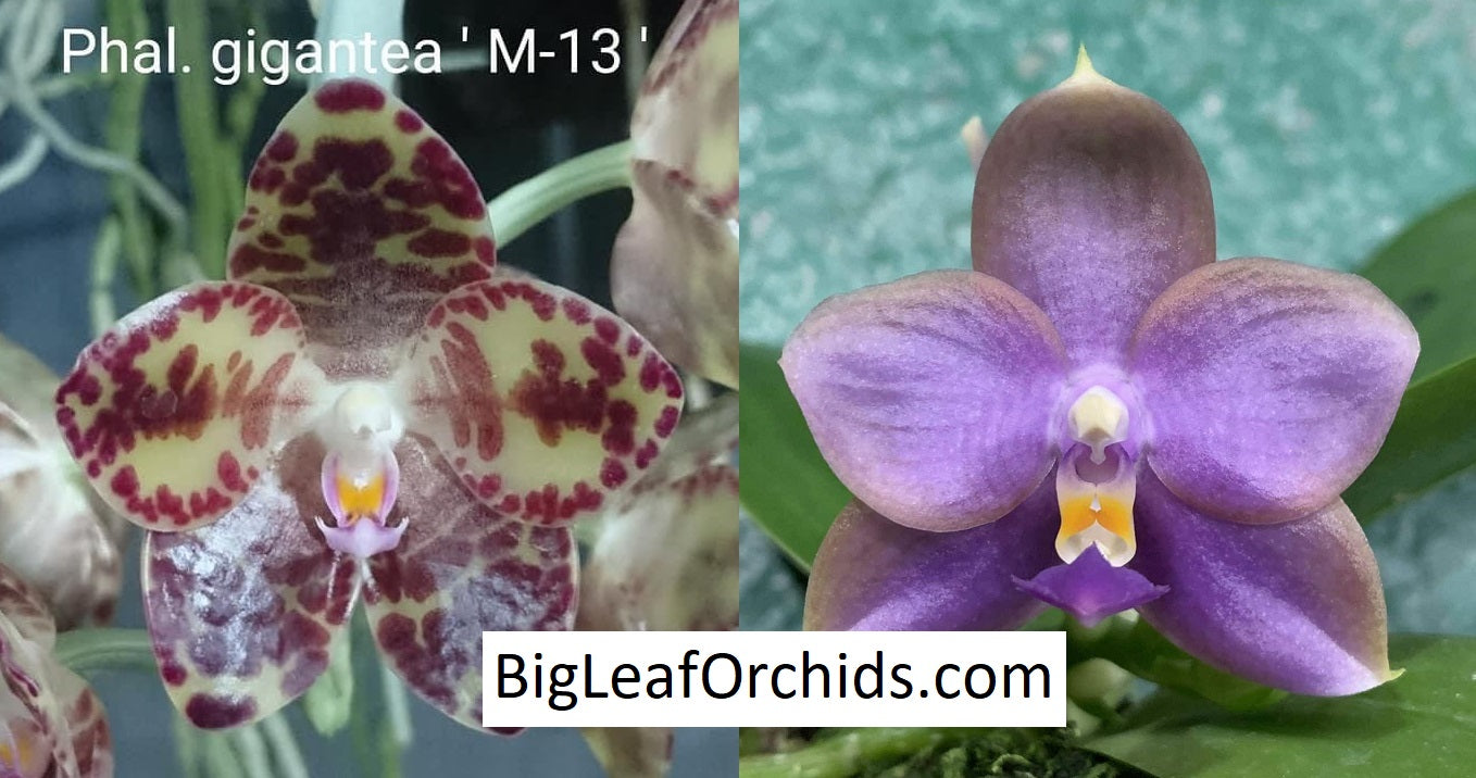 Phalaenopsis Mituo Gigan Fantasy - Seedling