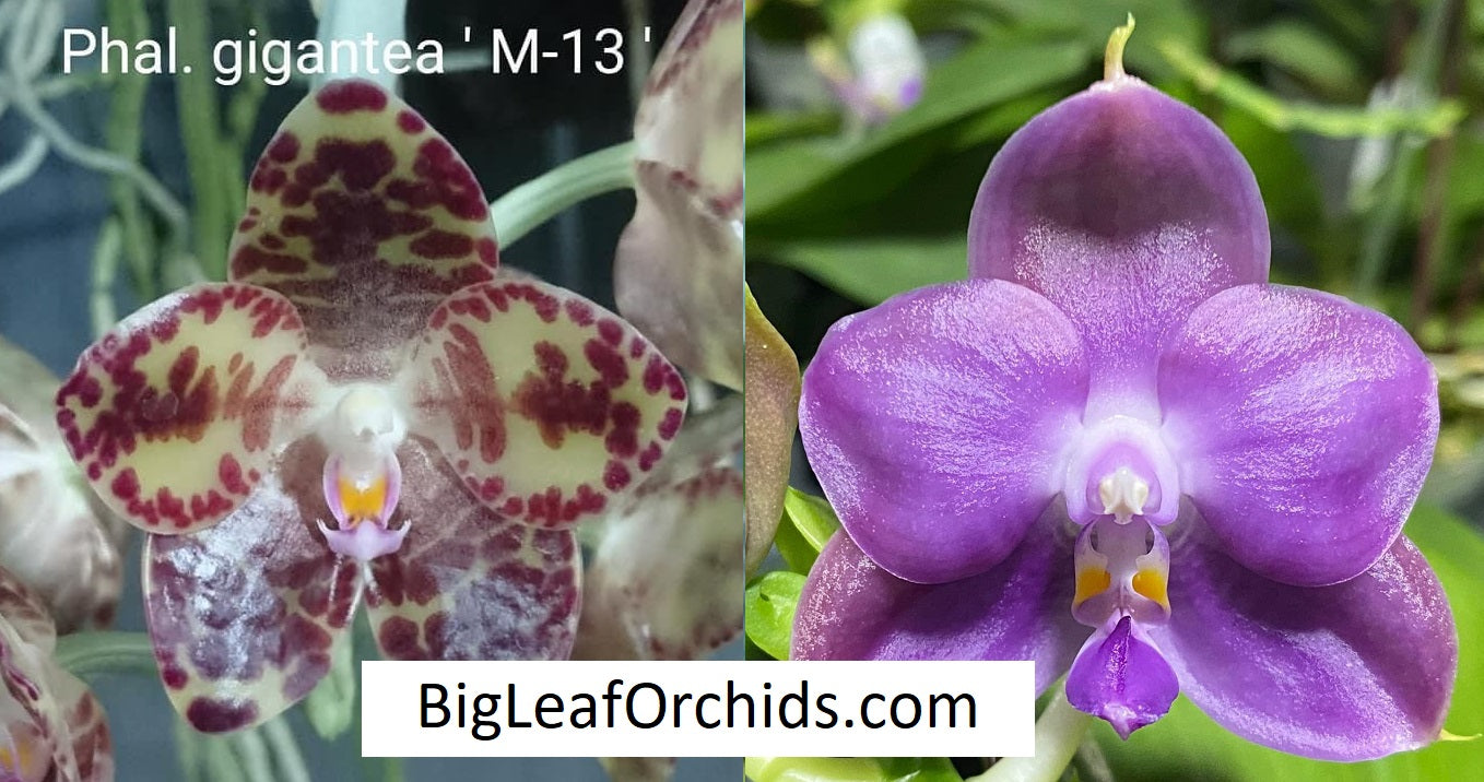 Phalaenopsis Mituo Gigan Fantasy - Seedling