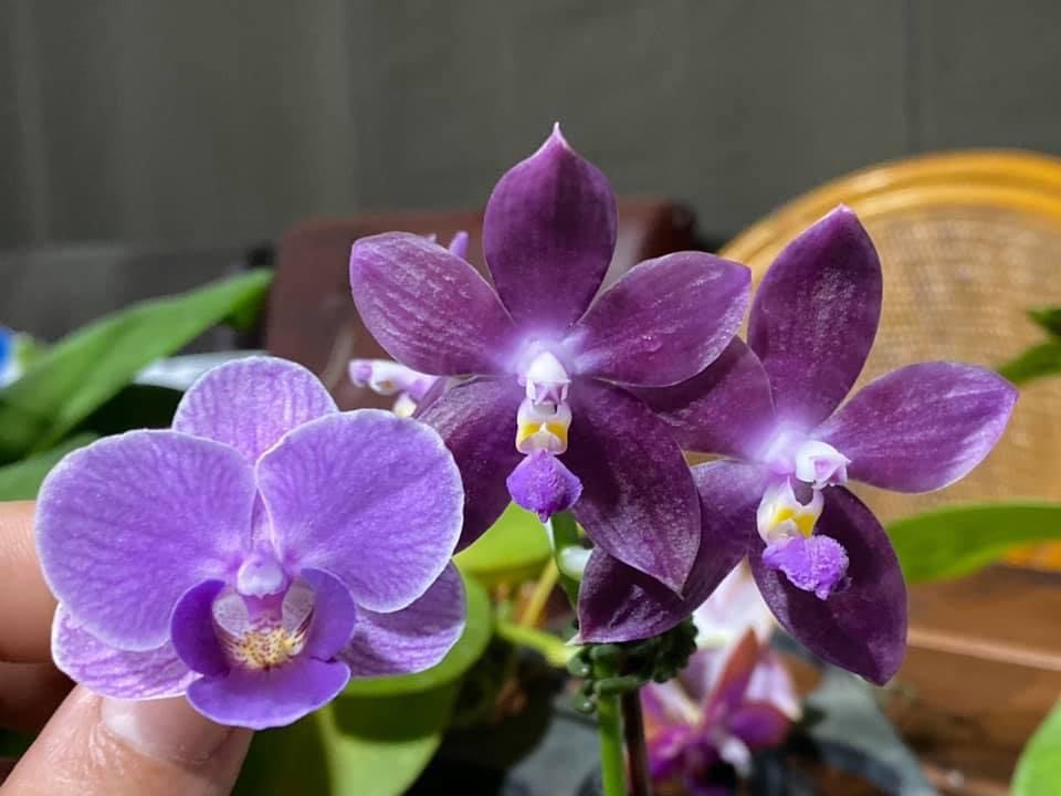 Phalaenopsis Mituo Special Vivien - Seedling