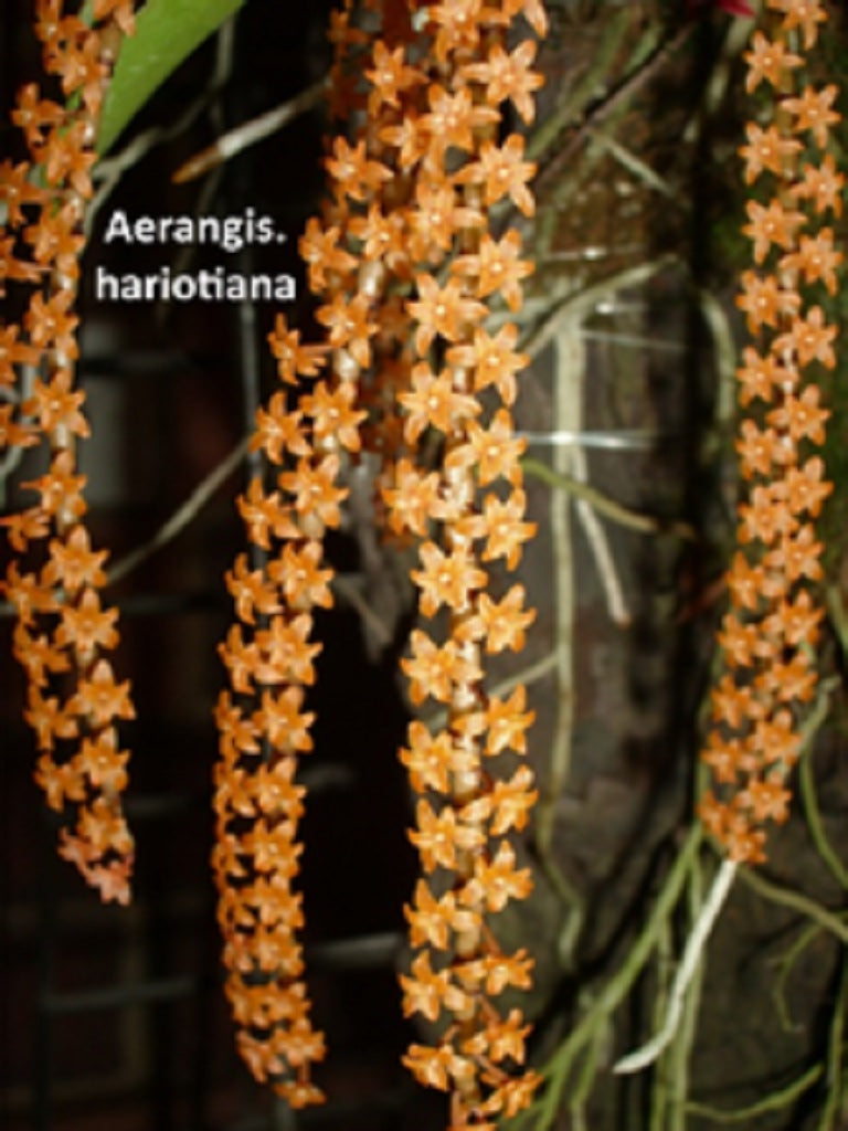 Microterangis hariotiana