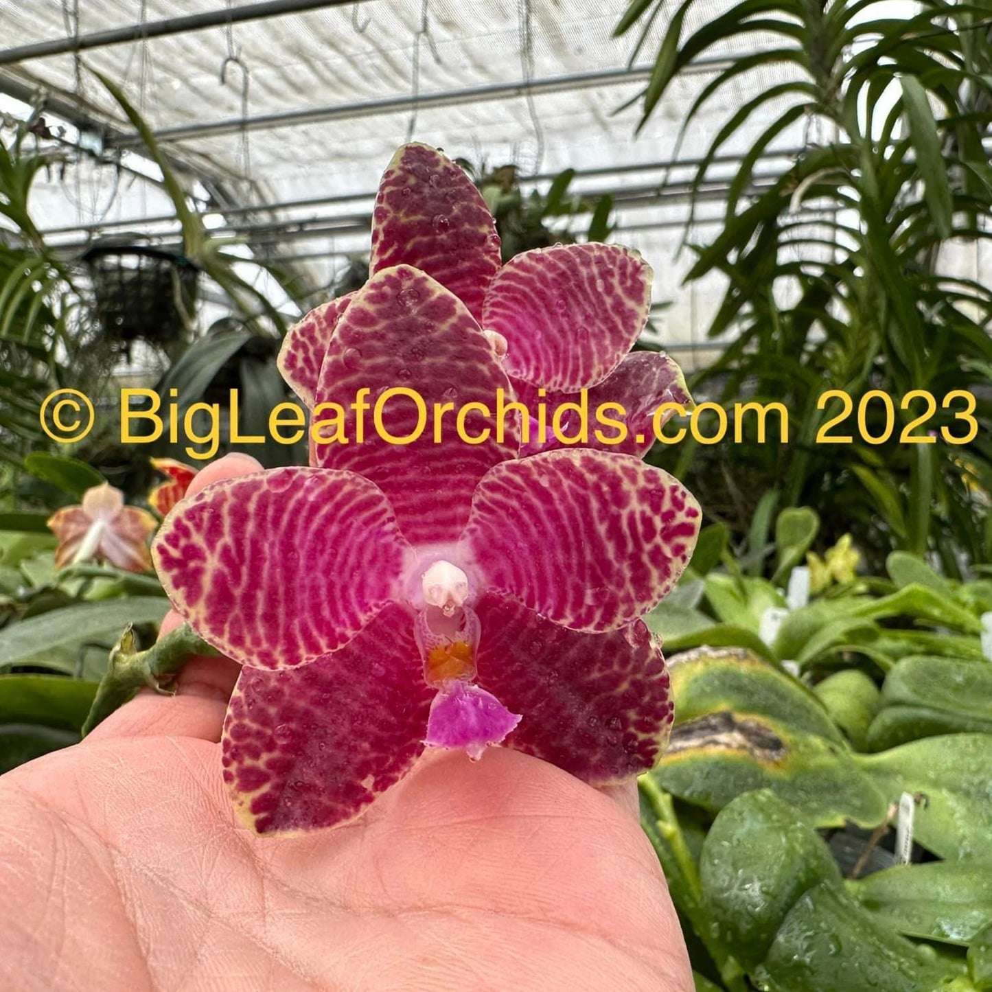 Phalaenopsis Auspice Green Lake (clone)