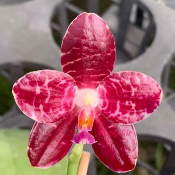 Phalaenopsis (KS Passion Zebra x gigantea) Seedling