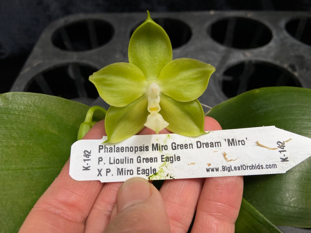 Phalaenopsis Miro Green Dream 'Miro' 260811 Flowering