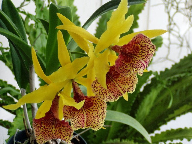 Brassocattleya Keowee 'Mendenhall'