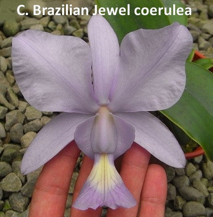 Cattleya Brazilian Jewel var. coerulea x sib
