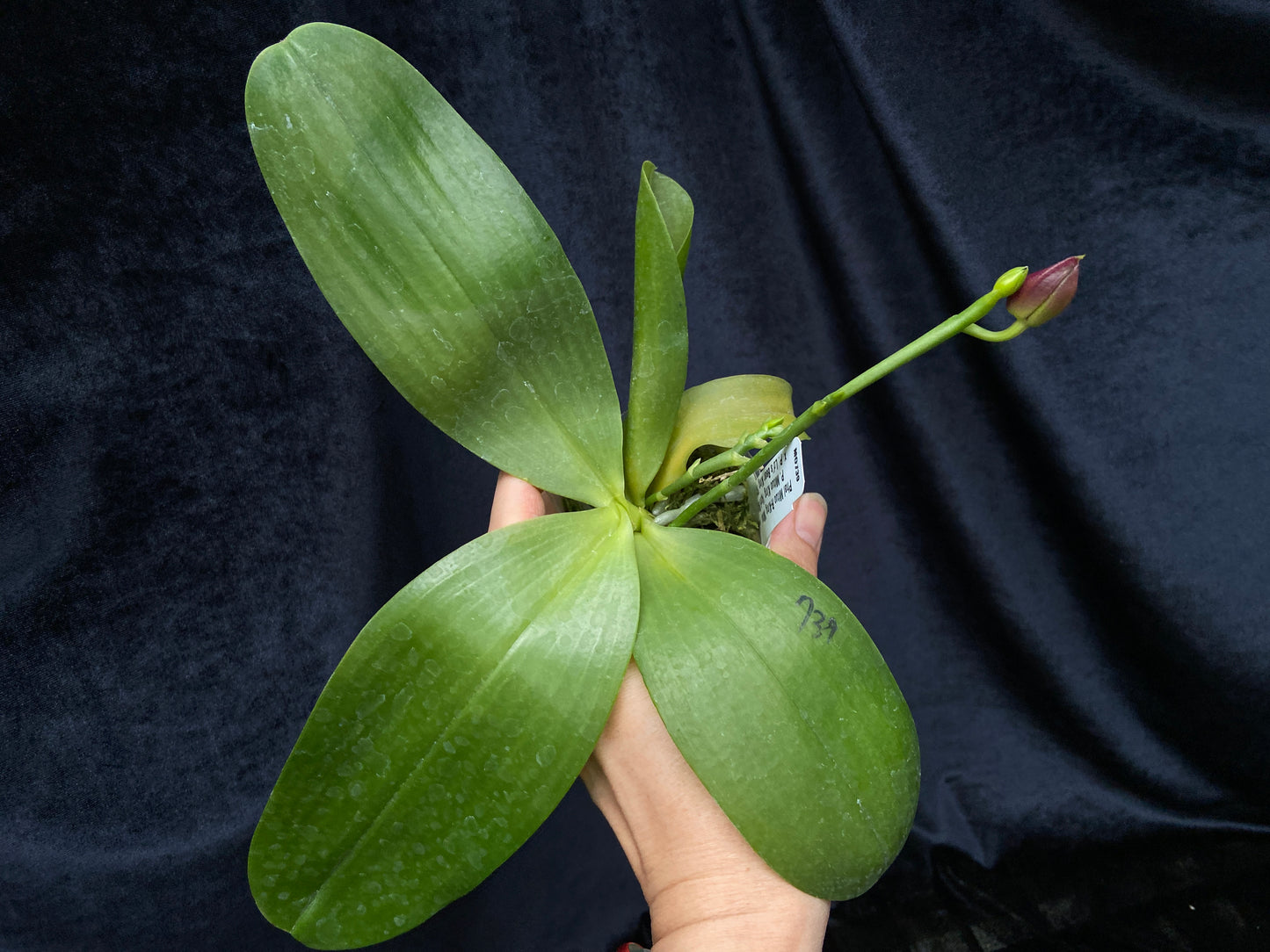 Phalaenopsis Mituo R-King 'Mituo'