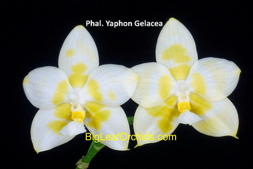 Phalaenopsis Yaphon Gelacea 'Peter #3' AM/AOS