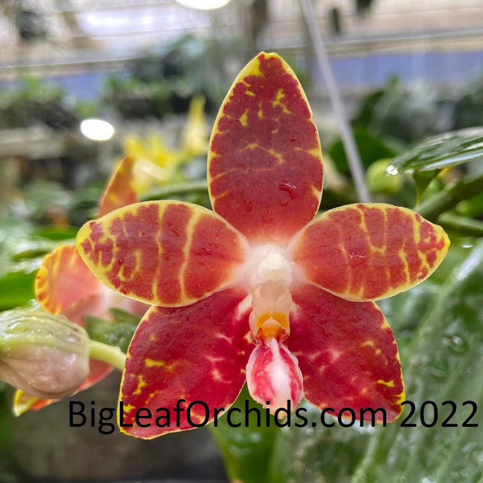 Phalaenopsis Gemstone's Double Ambo new seedlings