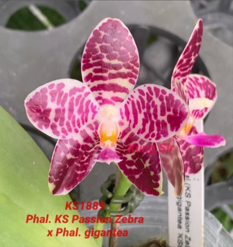 Phalaenopsis (KS Passion Zebra x gigantea) Seedling