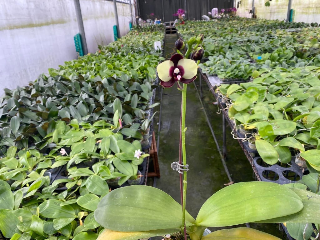 Phalaenopsis Mituo Diamond 'Panda'