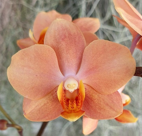 Vandaenopsis (Vdnps) Irene Dobkin 'Elmhurst' HCC/AOS