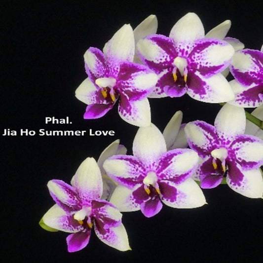 Phalaenopsis Jia Ho Summer Love