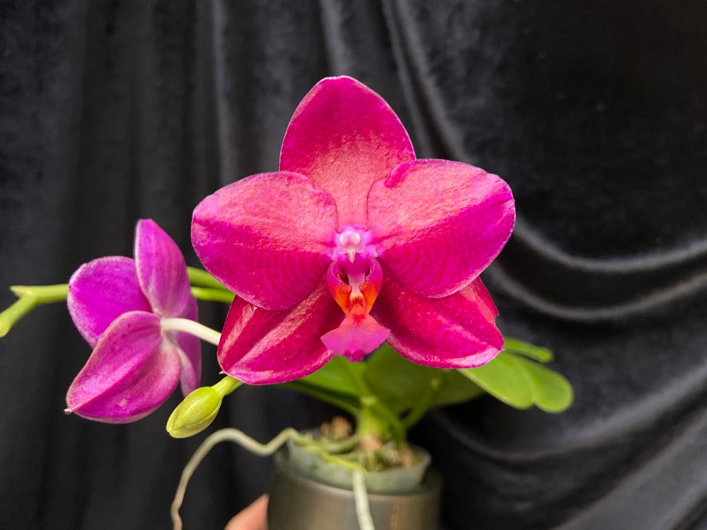 Phalaenopsis Mituo King 'Big Pink' Very Fragrant