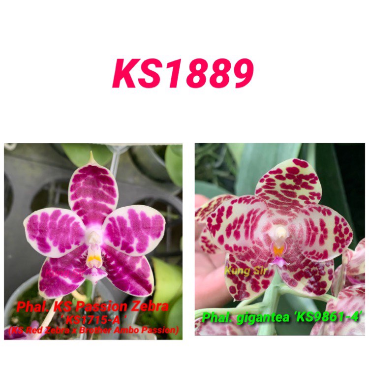 Phalaenopsis (KS Passion Zebra x gigantea) Seedling