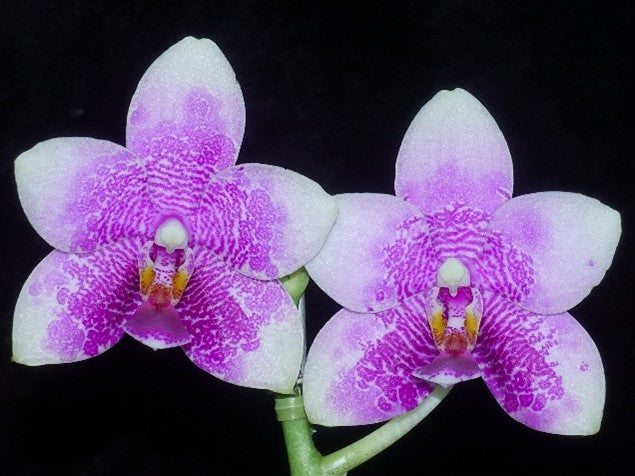 Phalaenopsis LD Sun Rose 'LD'