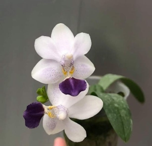 Phalaenopsis Su’s Glad Kid ‘Blue’