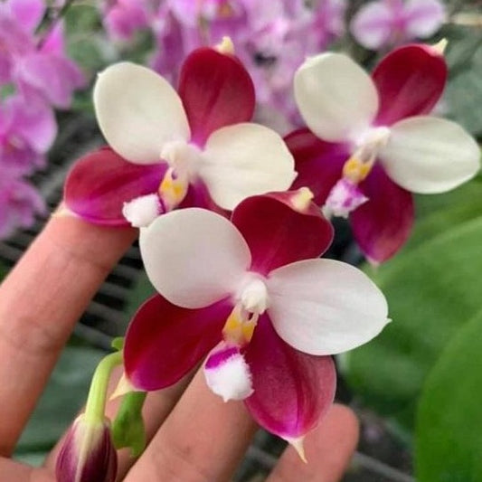 Phalaenopsis Germaine Vincent 'YuYu Rich' AM/AOS