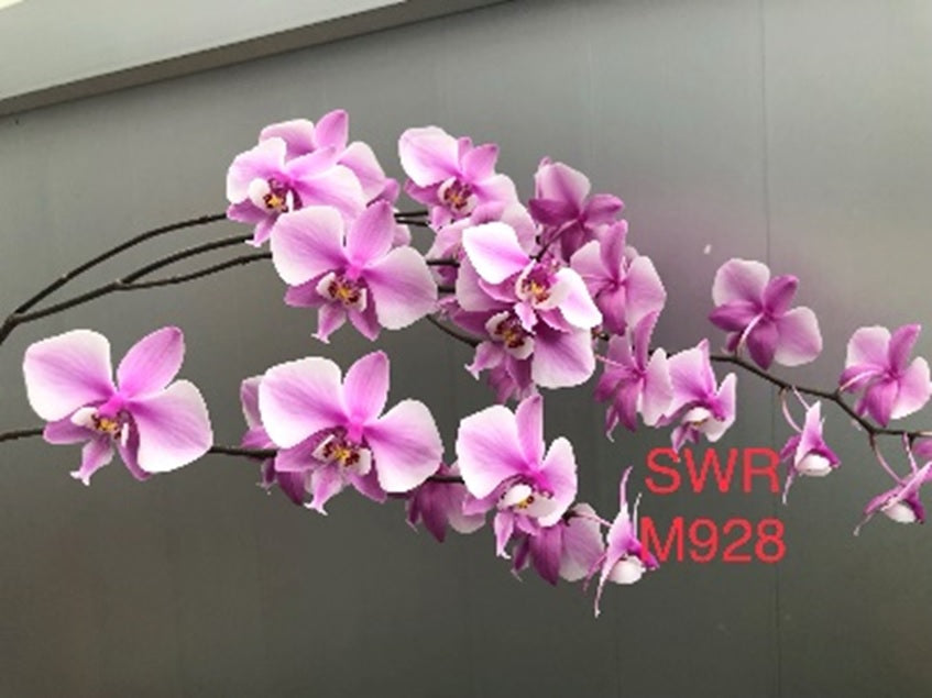 Phalaenopsis schilleriana 'M928'