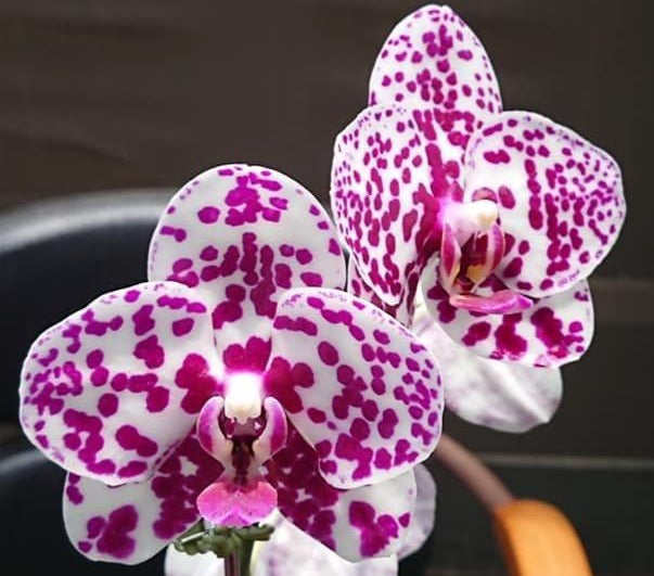 MCL128 Phalaenopsis Mituo Sunrise 'Mituo #1'