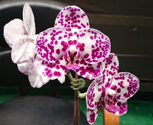 MCL128 Phalaenopsis Mituo Sunrise 'Mituo #1'