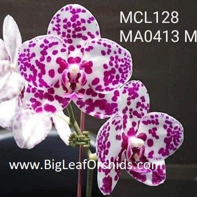 MCL128 Phalaenopsis Mituo Sunrise 'Mituo #1'
