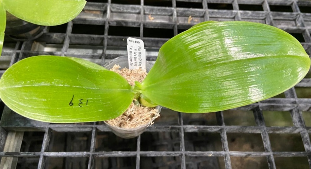 Phalaenopsis Mituo GH King Star 'UV Rays'