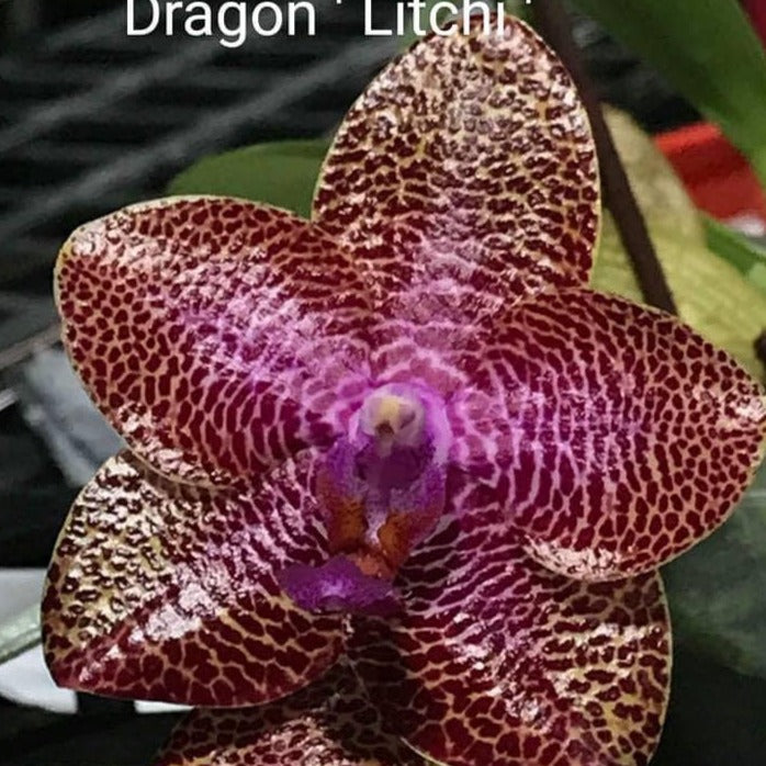 Phalaenopsis Mituo Gigan Dragon 'Litchi'