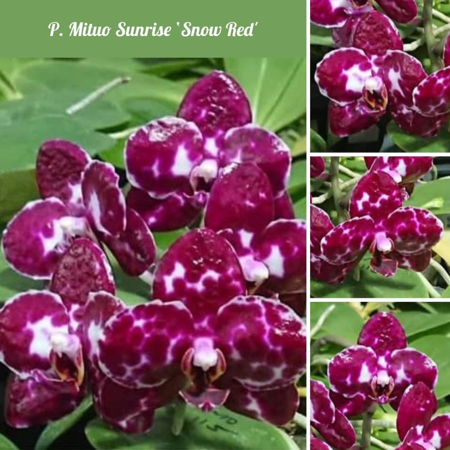 Phalaenopsis Mituo Sunrise 'Snow Red'