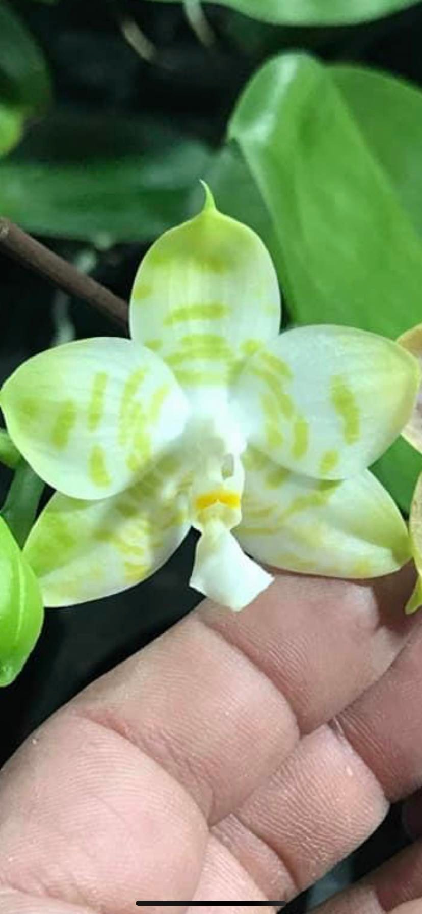 Phalaenopsis Mituo Golden Tiger 'TTT' Spiking