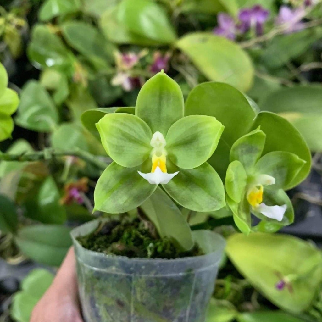 MCL42 Phalaenopsis LD Green Kingfisher ‘Lemon’