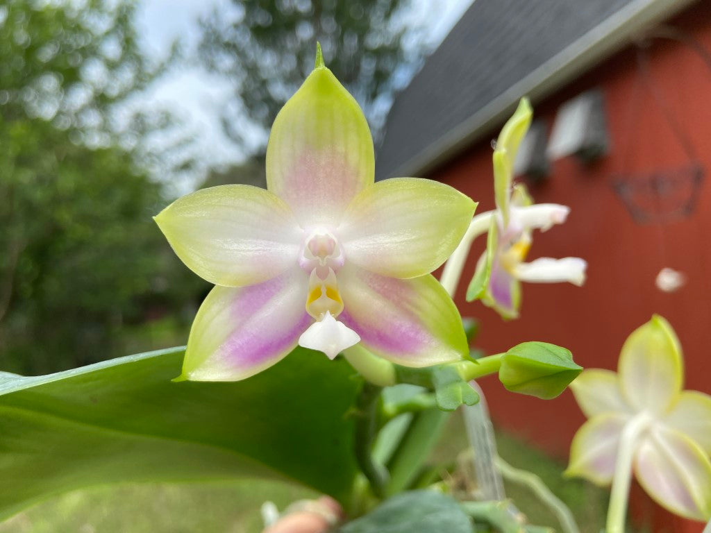 Phalaenopsis Mituo Reflex Dragon 'Lilac'