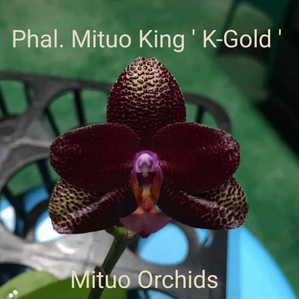 Phalaenopsis Mituo King 'K-Gold' 251207 Spiking
