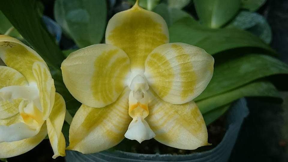 Phalaenopsis Mituo Golden Tiger 'Yellow Dragon'