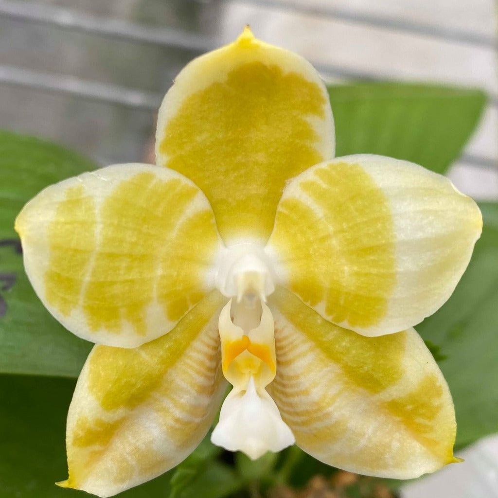Phalaenopsis Mituo Golden Tiger 'Yellow Dragon'