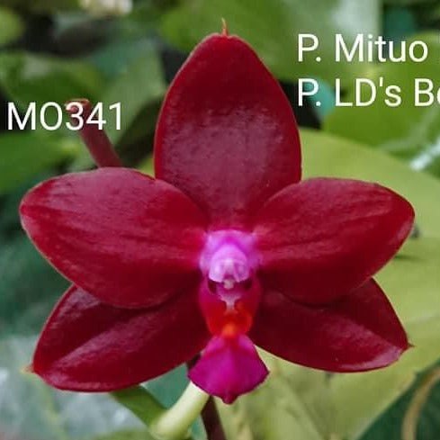 Phalaenopsis Mituo R-King 'Mituo'
