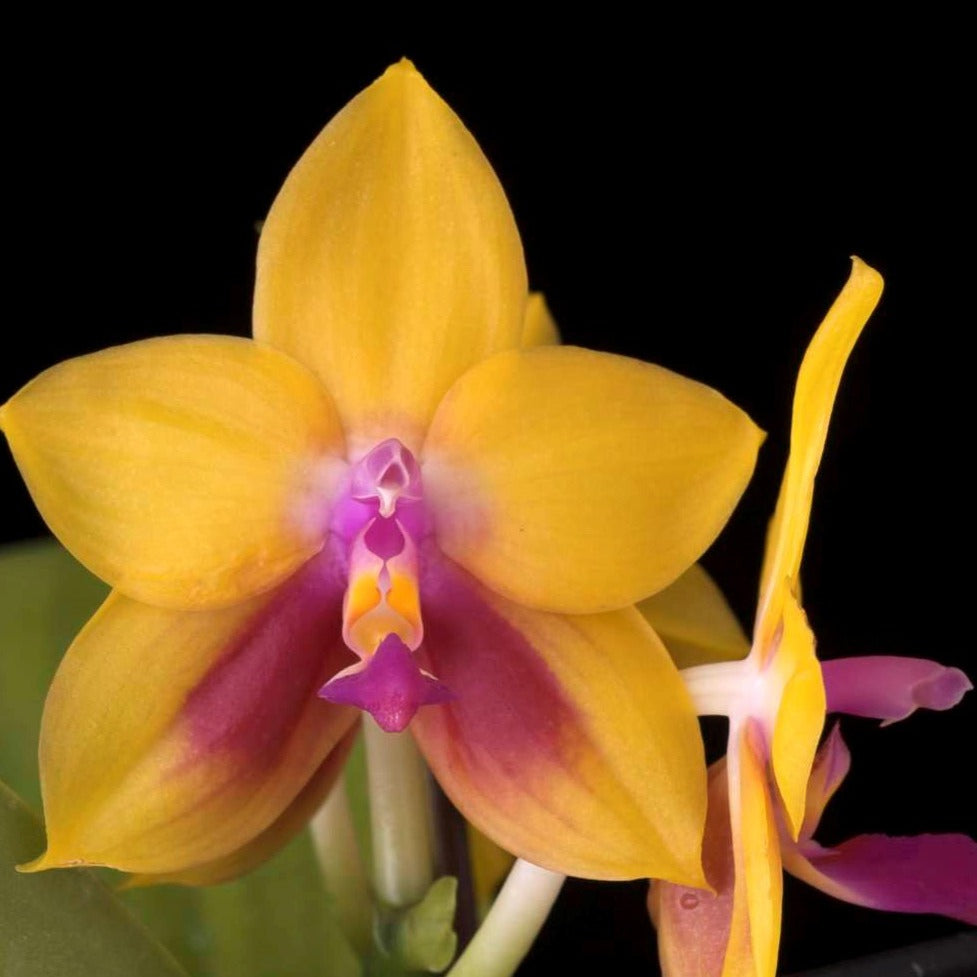 Phalaenopsis Mituo Gelb Eagle 'Pylo' AM/AOS