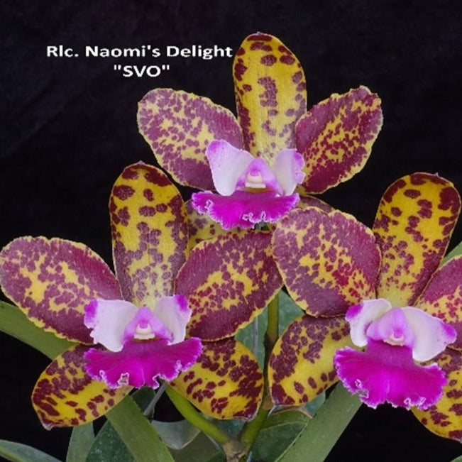 Rhyncholaeliocattleya (Rlc.) Naomi's Delight 'SVO'