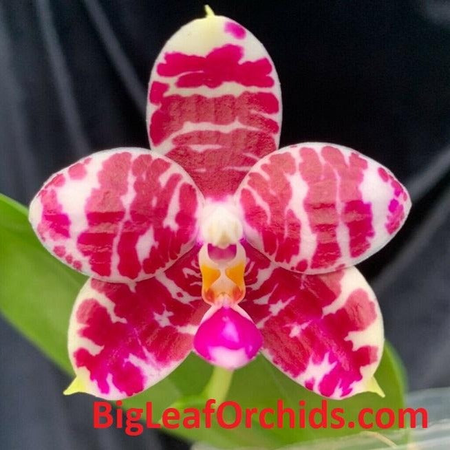 Phalaenopsis KS Super Zebra 'Pylo' AM/AOS