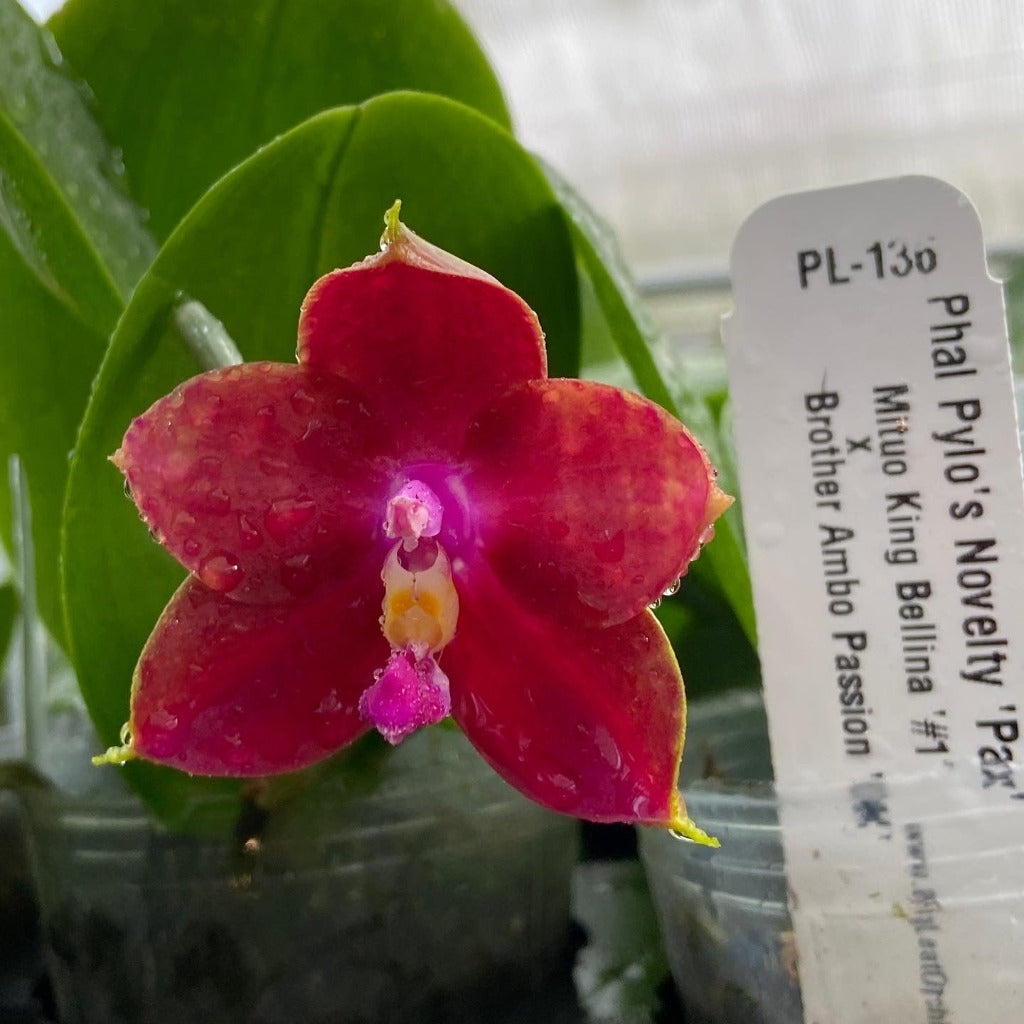 Phalaenopsis Pylo's Novelty 'Pax'