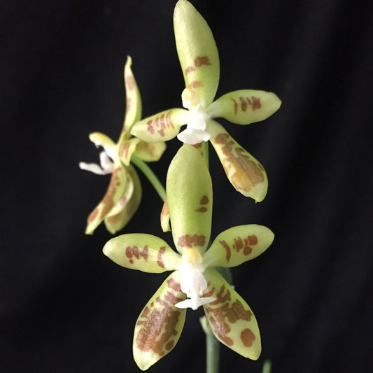 Phalaenopsis viridis x sib