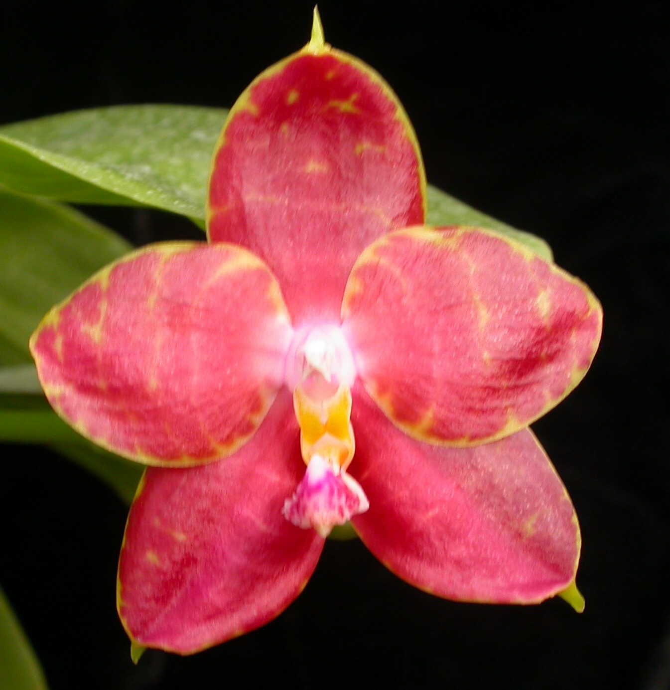 Phalaenopsis Brother Ambo Passion 'Orchid Konnection'