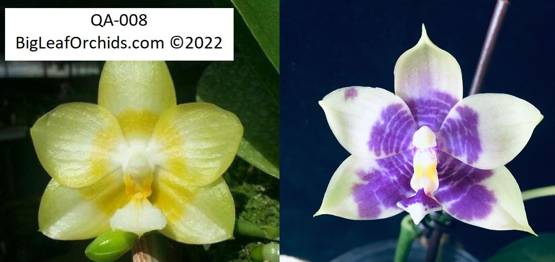 Phalaenopsis Mainshow Cyborg - Seedlings