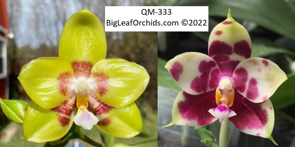 Phalaenopsis Yaphon Chrismas Red X (Hannover Passion x Chang Yi Halo) - New Seedlings