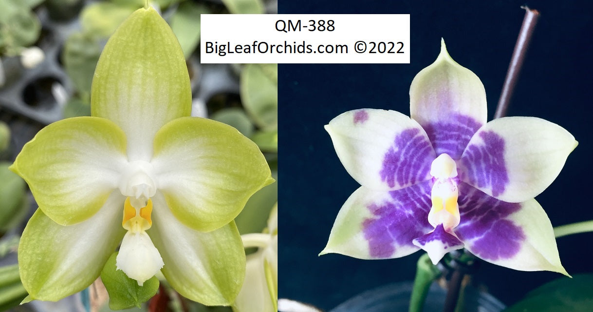 Phalaenopsis Mituo Purple Canary - Seedlings