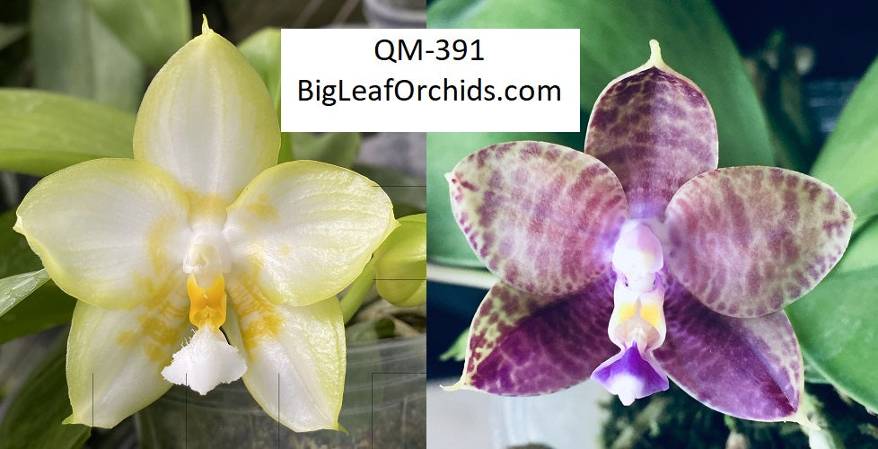 Phalaenopsis Yaphon Lover x Mituo Purple Dragon - New Seedlings