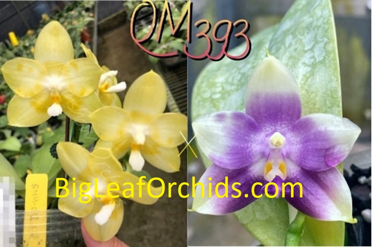 Phalaenopsis (Yaphon Christmas #4 X Mituo Purple Dragon) Seedlings