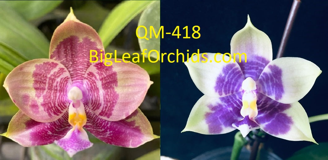 Phalaenopsis Mainshow Mermaid - Seedlings