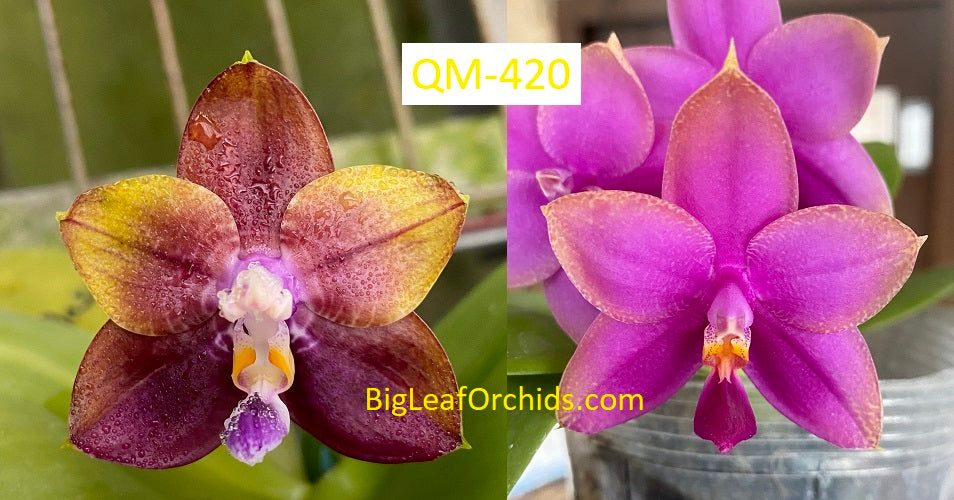 Phalaenopsis (Mituo Blue Smurfs X P. Mainshow Hiero) Seedlings