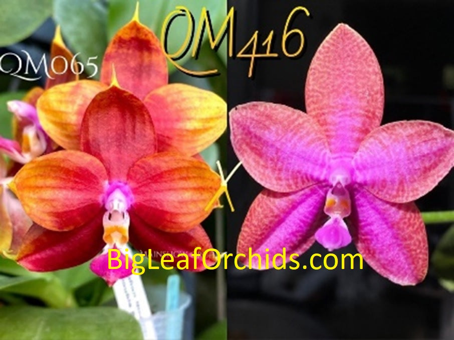 Phalaenopsis Summer Heat x Mainshow Hiero - Seedlings