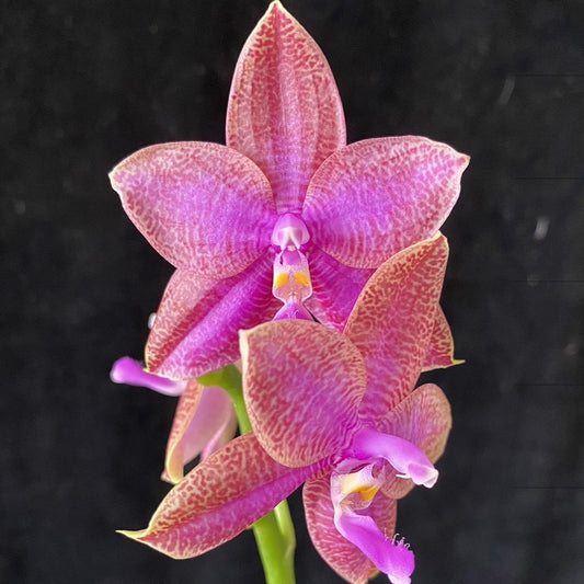 Phalaenopsis Mainshow Hiero 'MS Aroma'